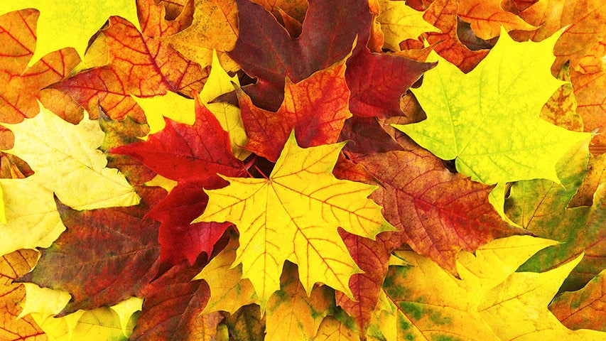 Cooler, quieter fall weather returns Tuesday in the Twin Cities — WCCO / CBS Minnesota, Chaska Community news
