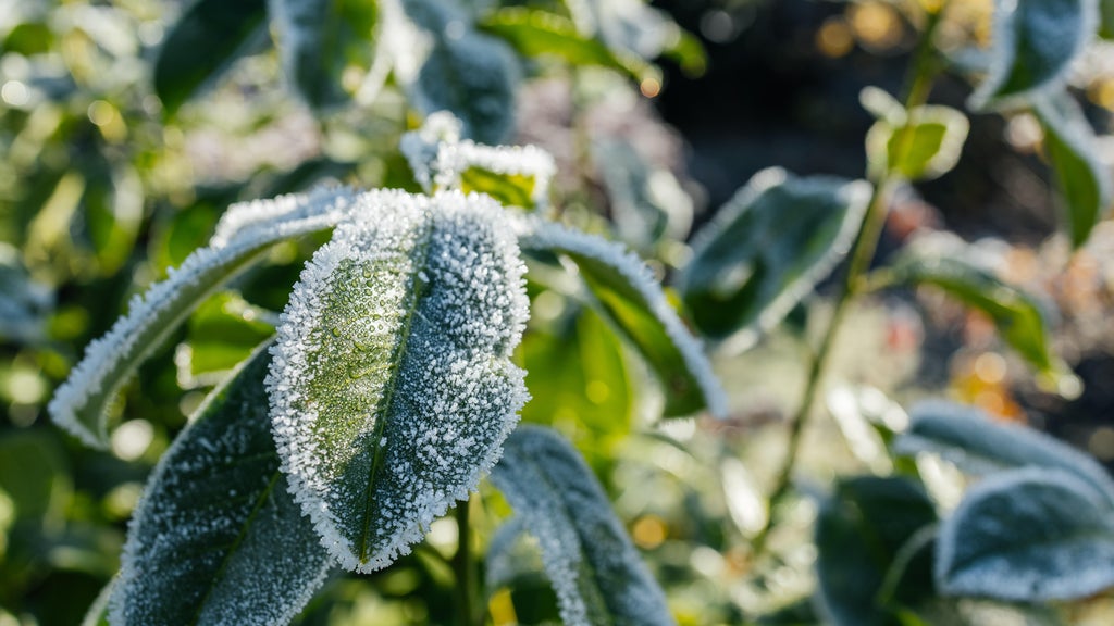 The first frost of the season is expected Saturday. Here's how to prepare your garden — WCCO / CBS Minnesota, Chaska Sports news