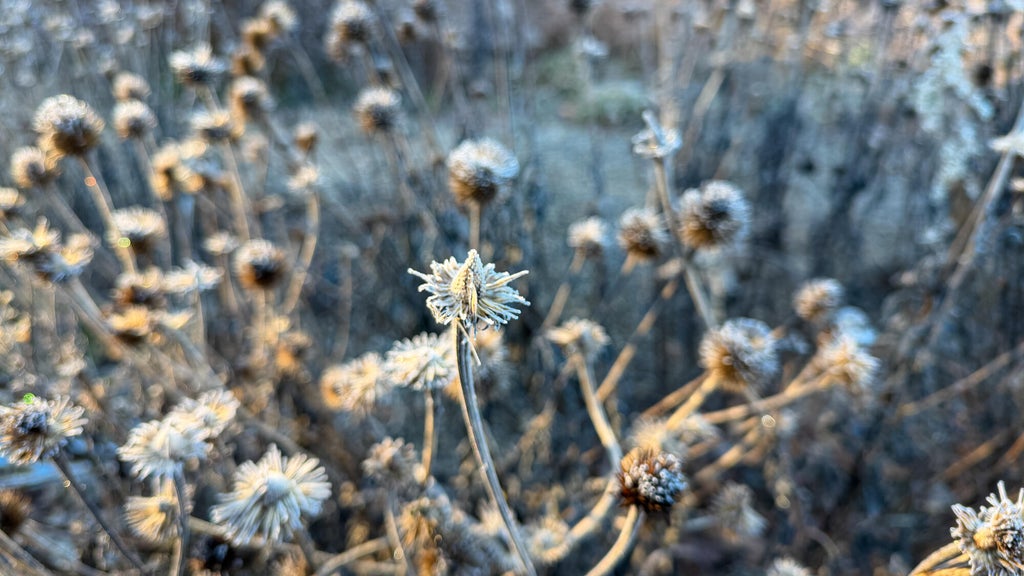 Breezy winds bring cool air to Minnesota, with first frost possible in the metro Friday night — WCCO / CBS Minnesota, Chaska Sports news
