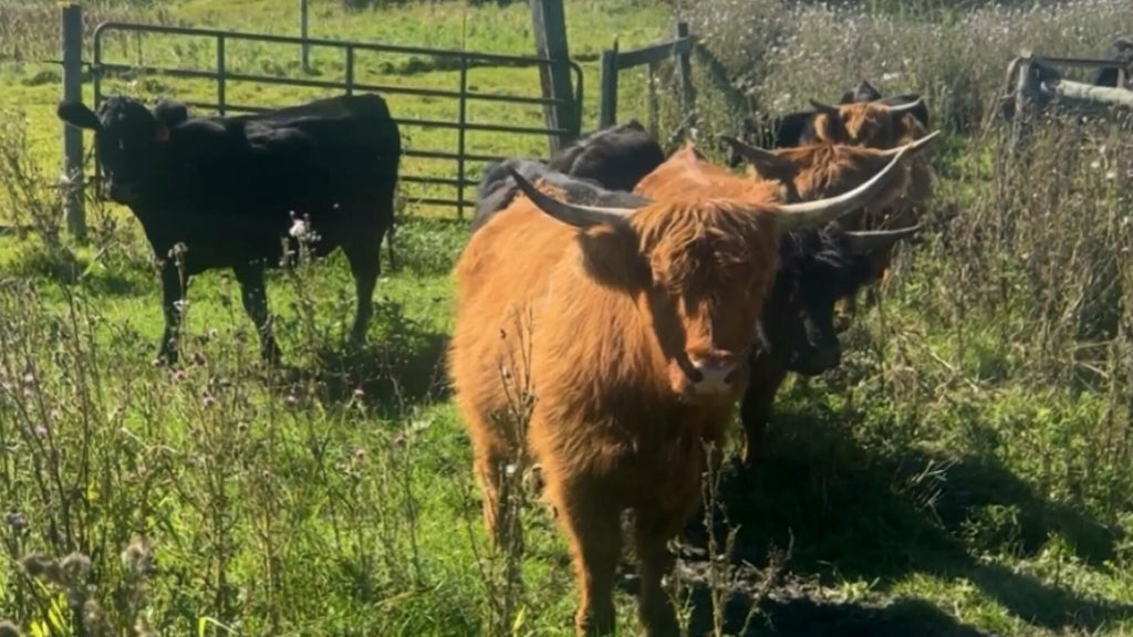 Minnesota farmer calls for thief to return nearly a dozen cows: "You're going to go to jail" — WCCO / CBS Minnesota, Chaska Community news