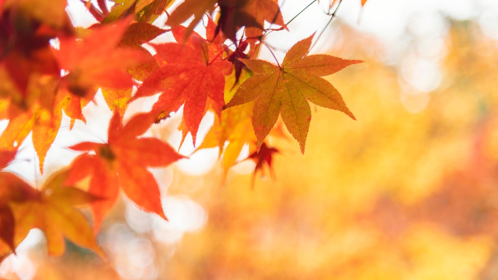 More sunny, mild late October weather in Minnesota Tuesday — WCCO / CBS Minnesota, Chaska Business news