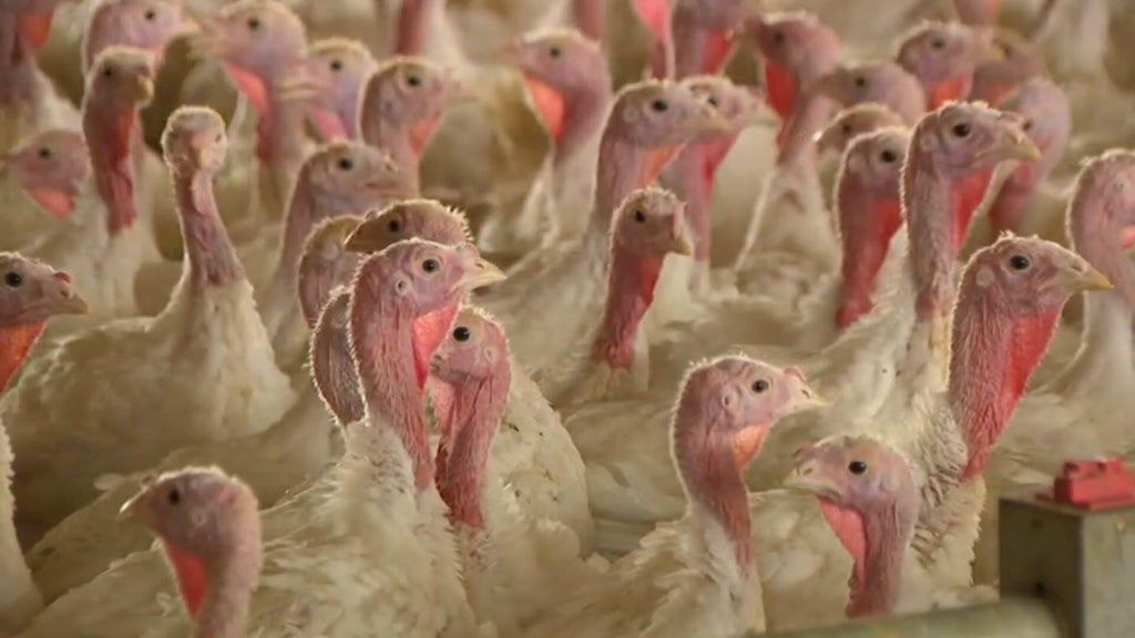 Bird flu confirmed in Barron County, Wisconsin, commercial poultry flock — WCCO / CBS Minnesota, Chaska Real Estate news