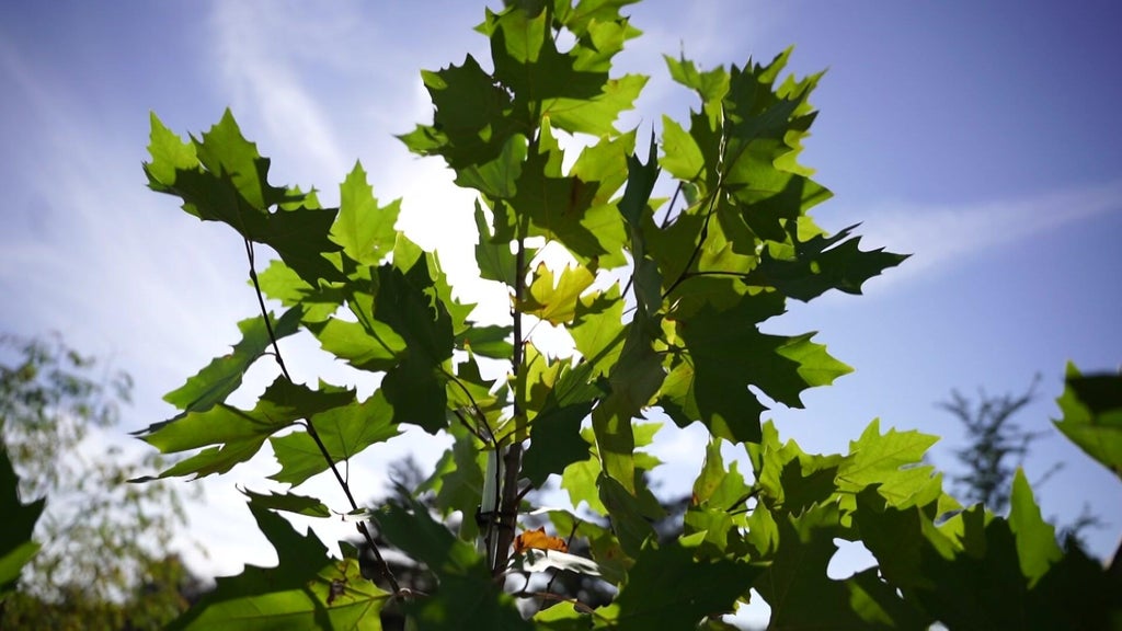St. Paul city employees help plant trees at church in Rondo neighborhood — WCCO / CBS Minnesota, Chaska Real Estate news