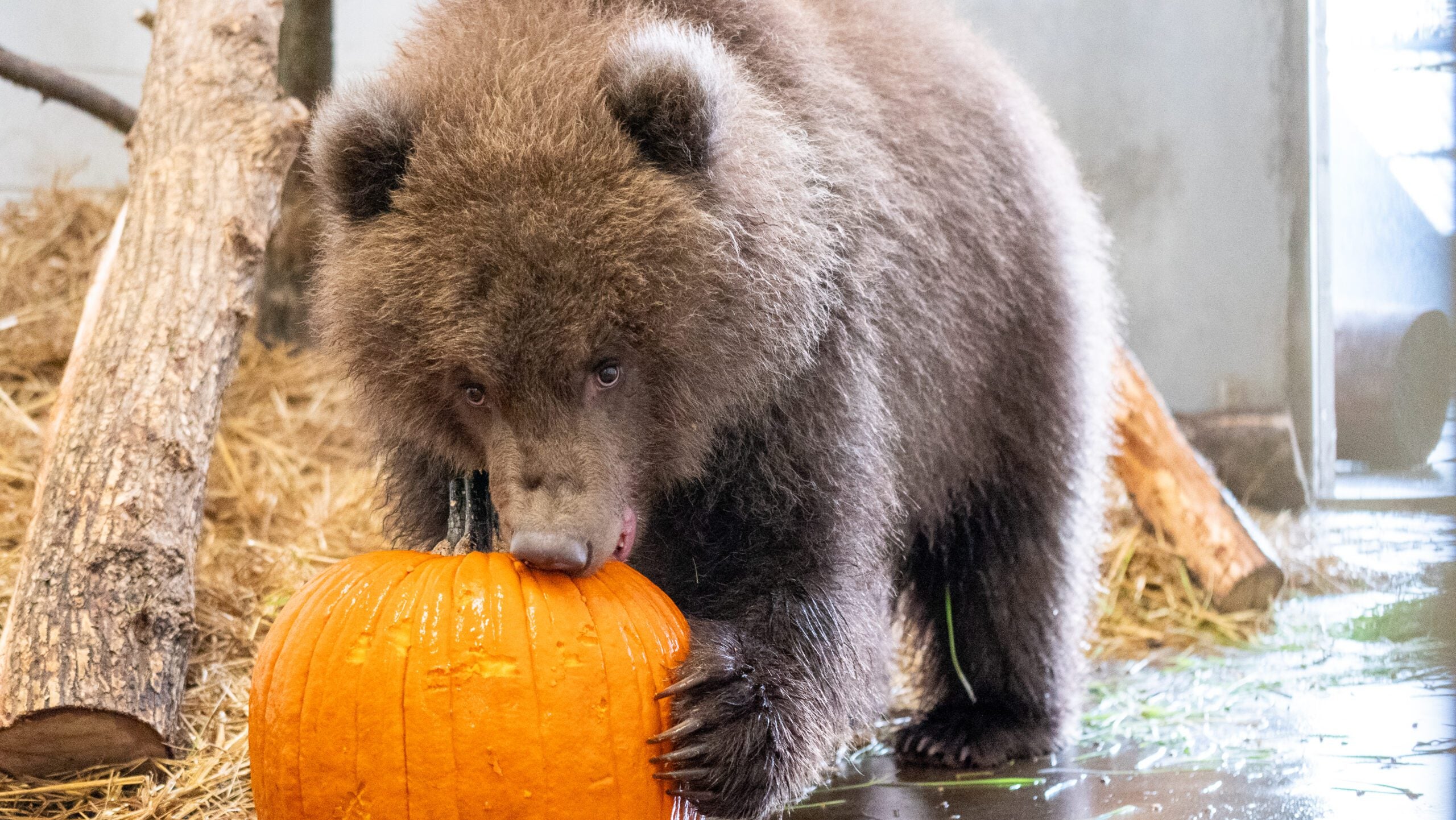 Minnesota Zoo welcomes 3 orphaned brown bear cubs rescued from Alaska — Chaska Health news