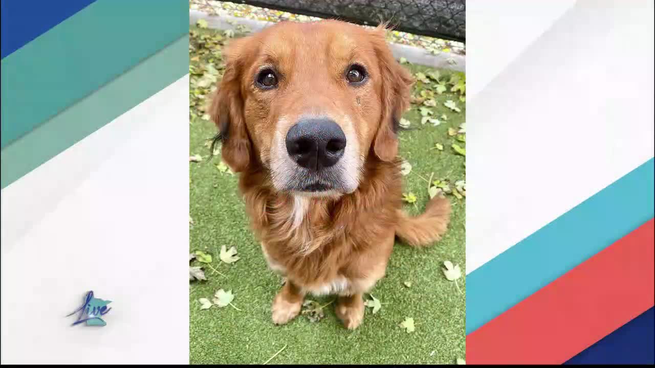 Adopt a Dog Month: Golden Retrievers — KSTP 5, Chaska Community news