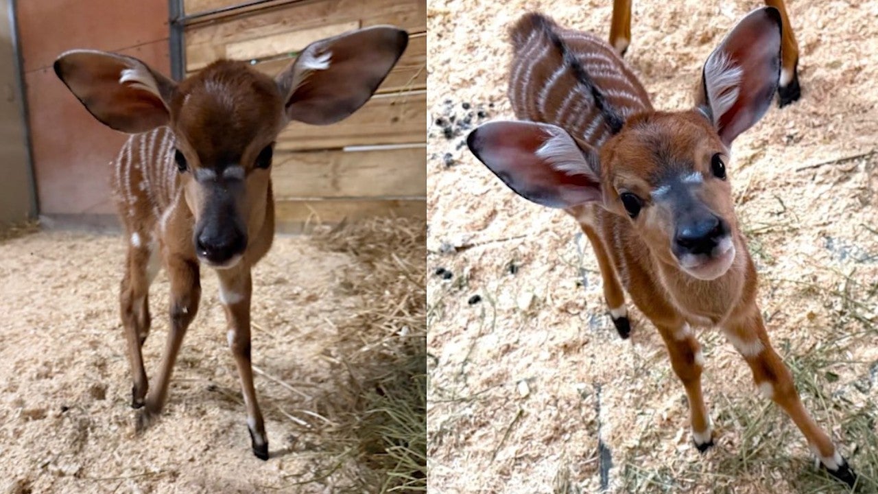 Pair of nyala calves born at Como Park Zoo 3 weeks apart — Chaska Community news