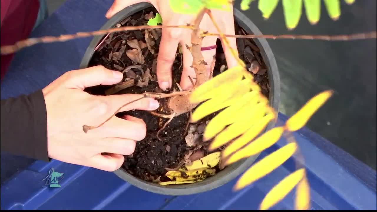 Tips for Planting Trees — KSTP 5, Chaska Community news