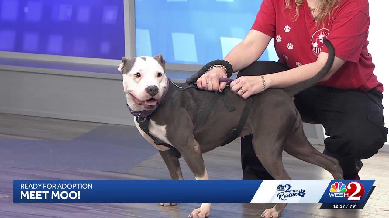 Moo at Southeast Volusia Humane Society is looking for a home — WESH 2 Orlando, Chaska Community news