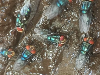 Odor complaints target Mexico’s screwworm fly facility — KFGO, Chaska Schools news