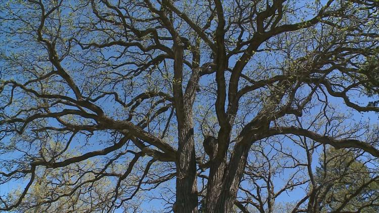 How to keep your oak trees healthy — KARE 11 Local, Chaska Health news