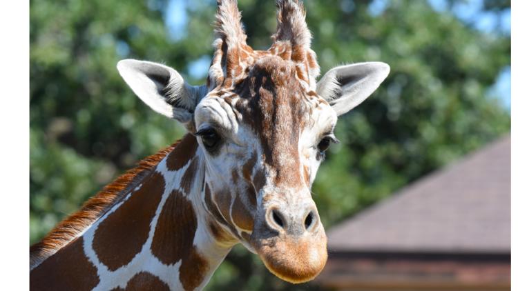 Como Zoo mourns loss of beloved giraffe, 'Skeeter' — Chaska Community news