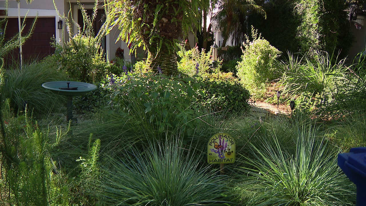 Florida city offers homeowners up to $3,000 to ditch thirsty grass — a move that slashes their water bills — FOX 9, Chaska Community news