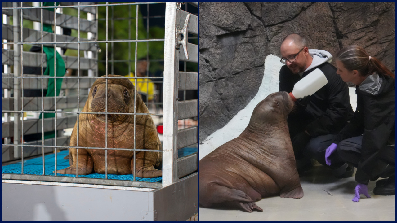 Orphaned baby walrus in Alaska flown 4,800 miles to new home in Florida — FOX 9, Chaska Community news