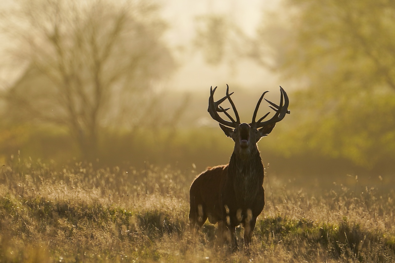 Deer-related crashes spike in the fall. Here's why. — FOX 9, Chaska Sports news