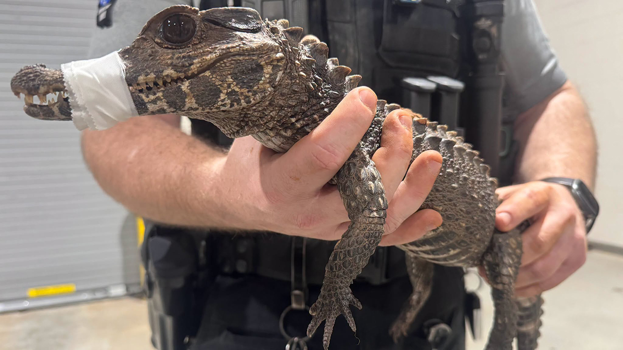 Watch: Deputies in Oklahoma capture escaped caiman after months on the loose — FOX 9, Chaska Community news